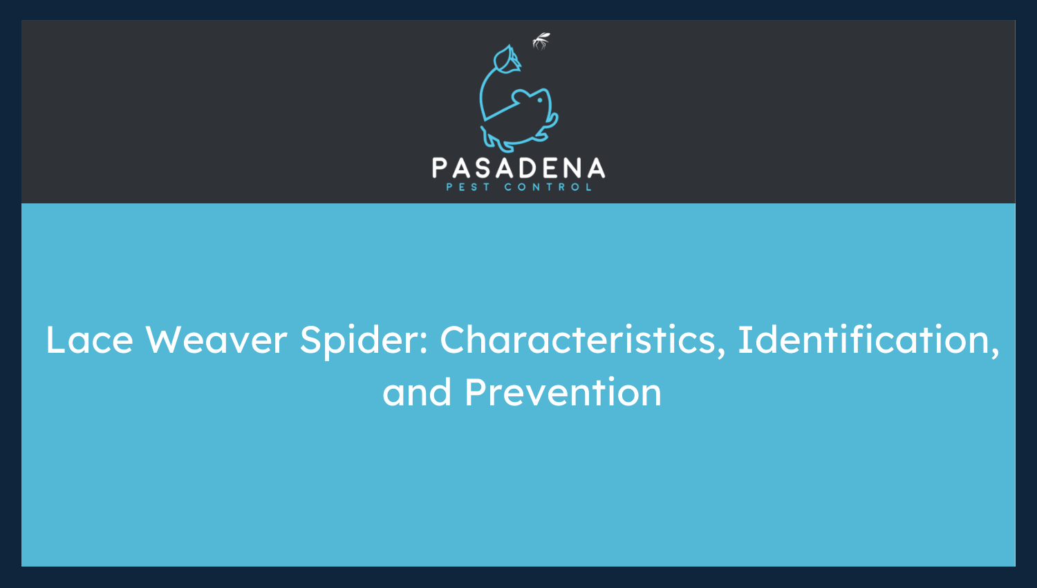 Lace Weaver Spider: Characteristics, Identification, and Prevention