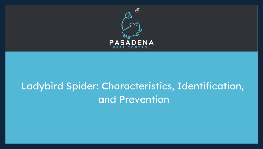 Ladybird Spider: Characteristics, Identification, and Prevention