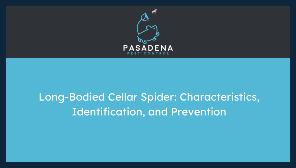 Long-Bodied Cellar Spider: Characteristics, Identification, and Prevention