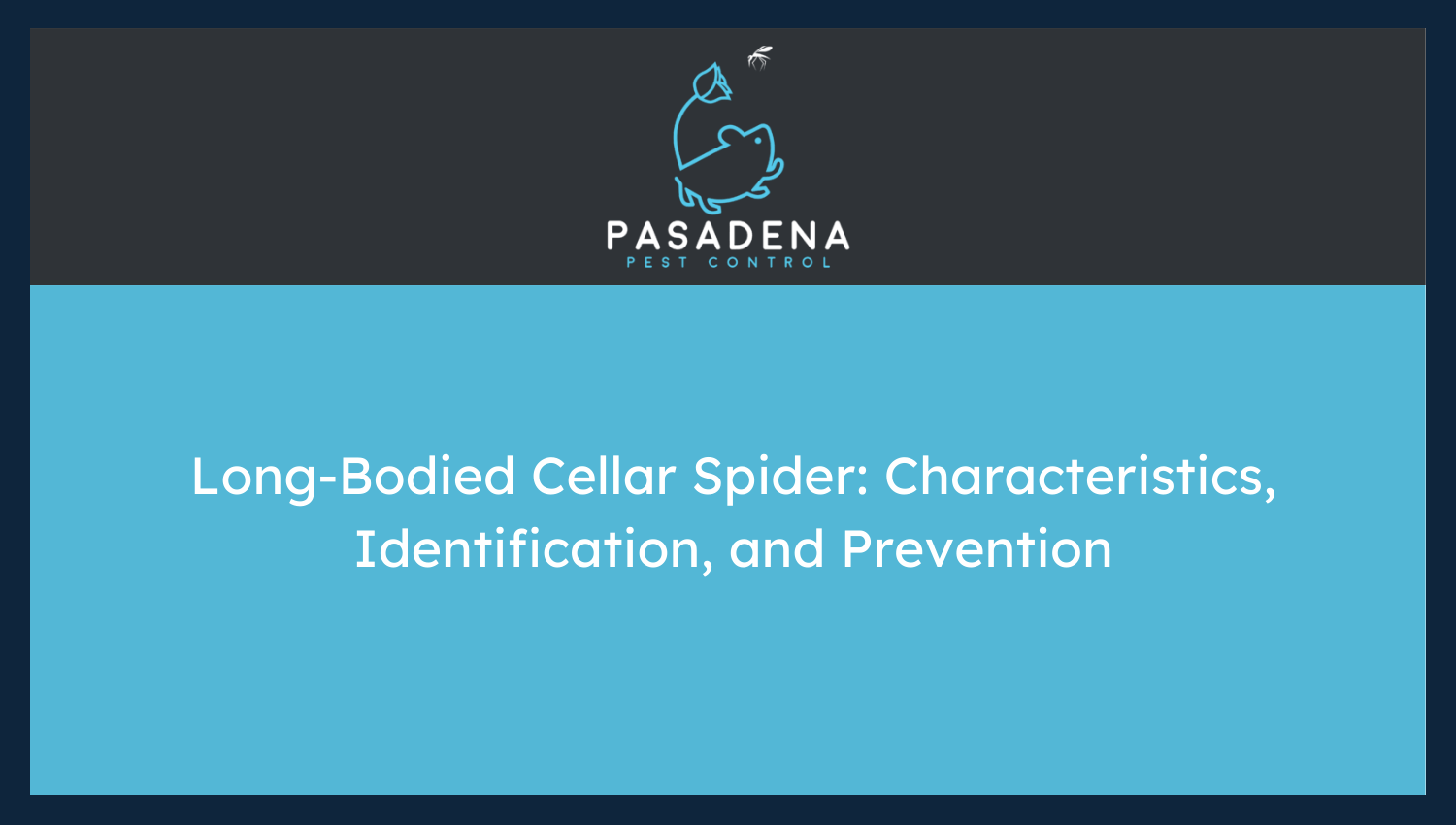 Long-Bodied Cellar Spider: Characteristics, Identification, and Prevention