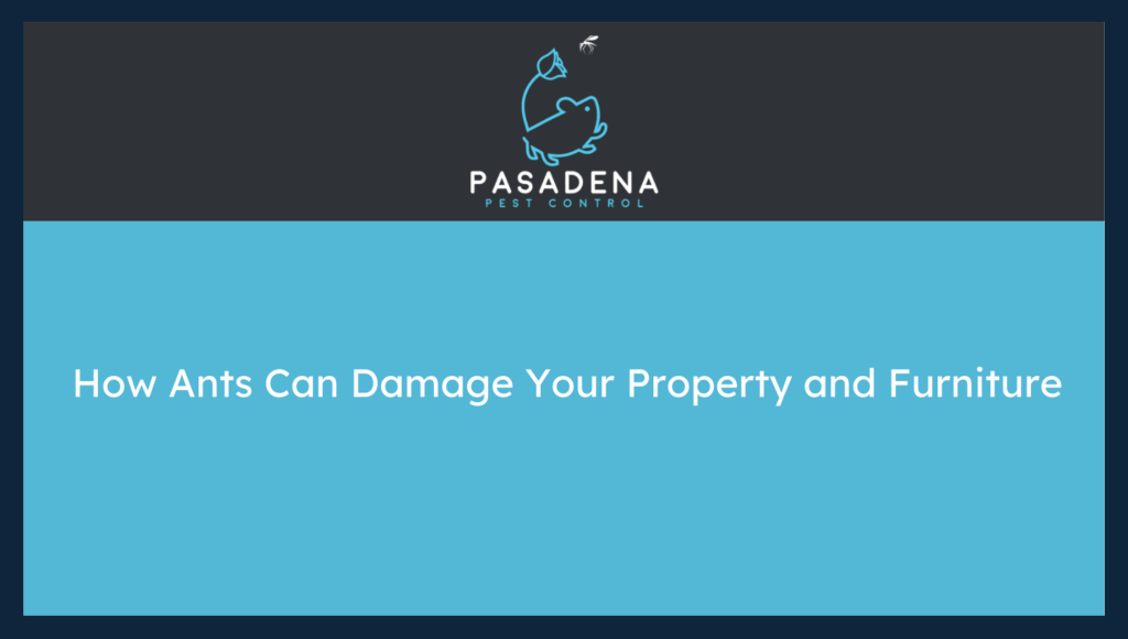 How Ants Can Damage Your Property and Furniture