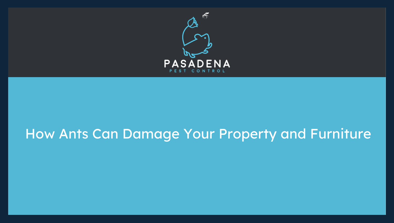 How Ants Can Damage Your Property and Furniture