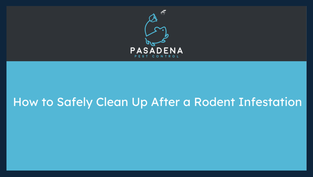 How to Safely Clean Up After a Rodent Infestation