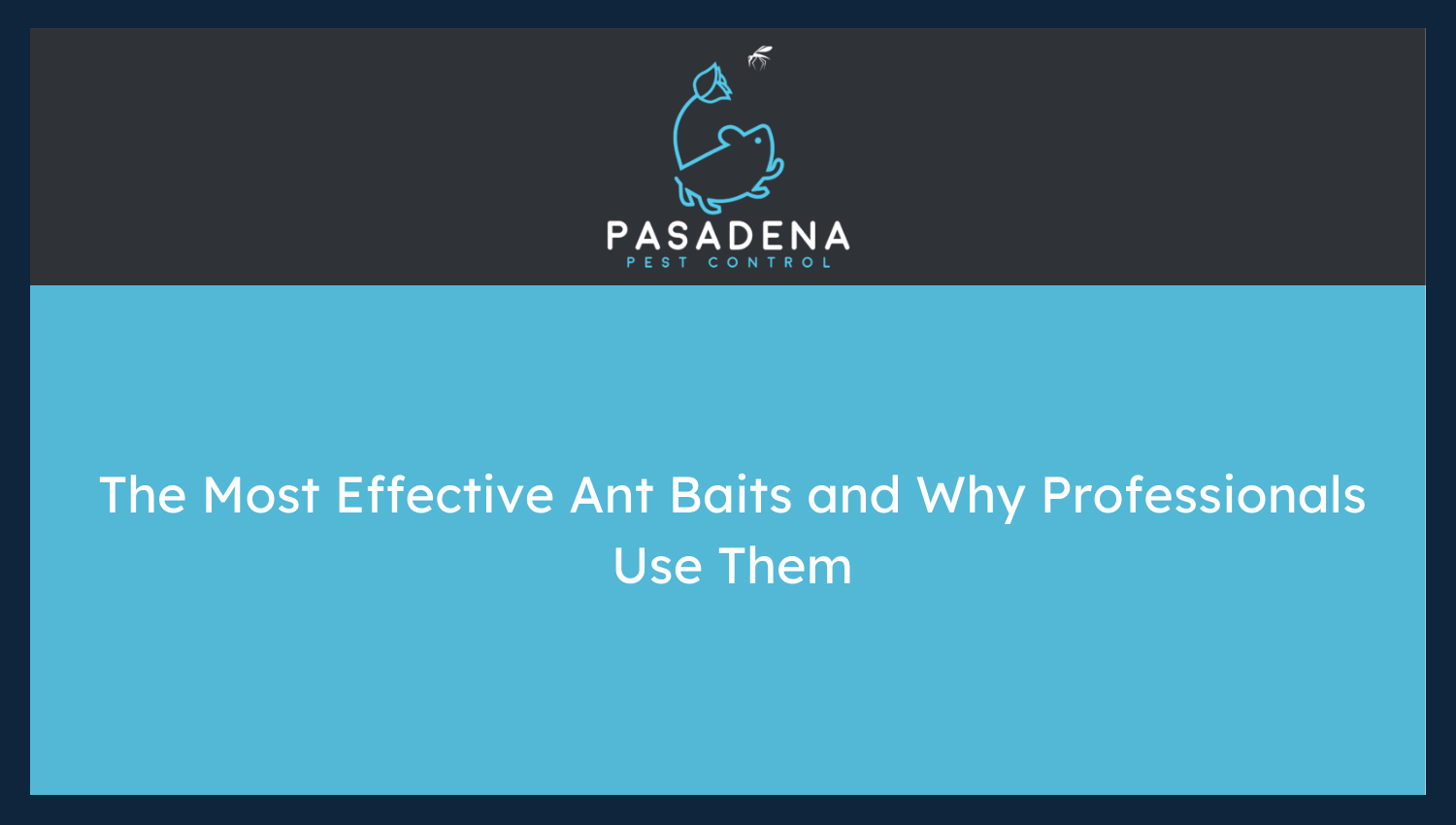 The Most Effective Ant Baits and Why Professionals Use Them