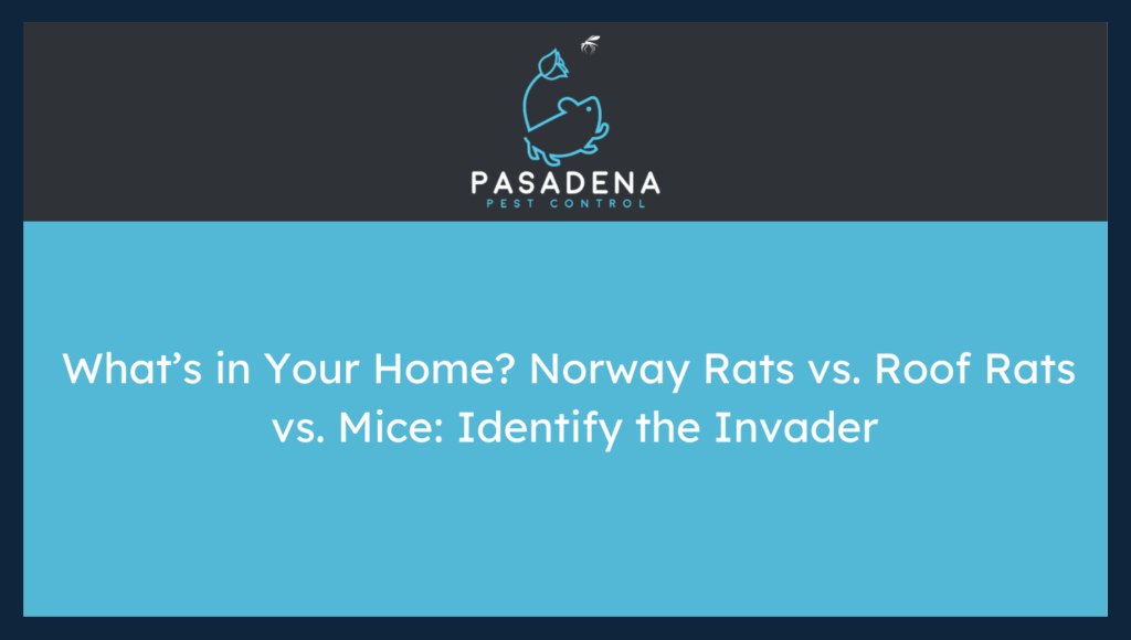 What’s in Your Home? Norway Rats vs. Roof Rats vs. Mice: Identify the Invader