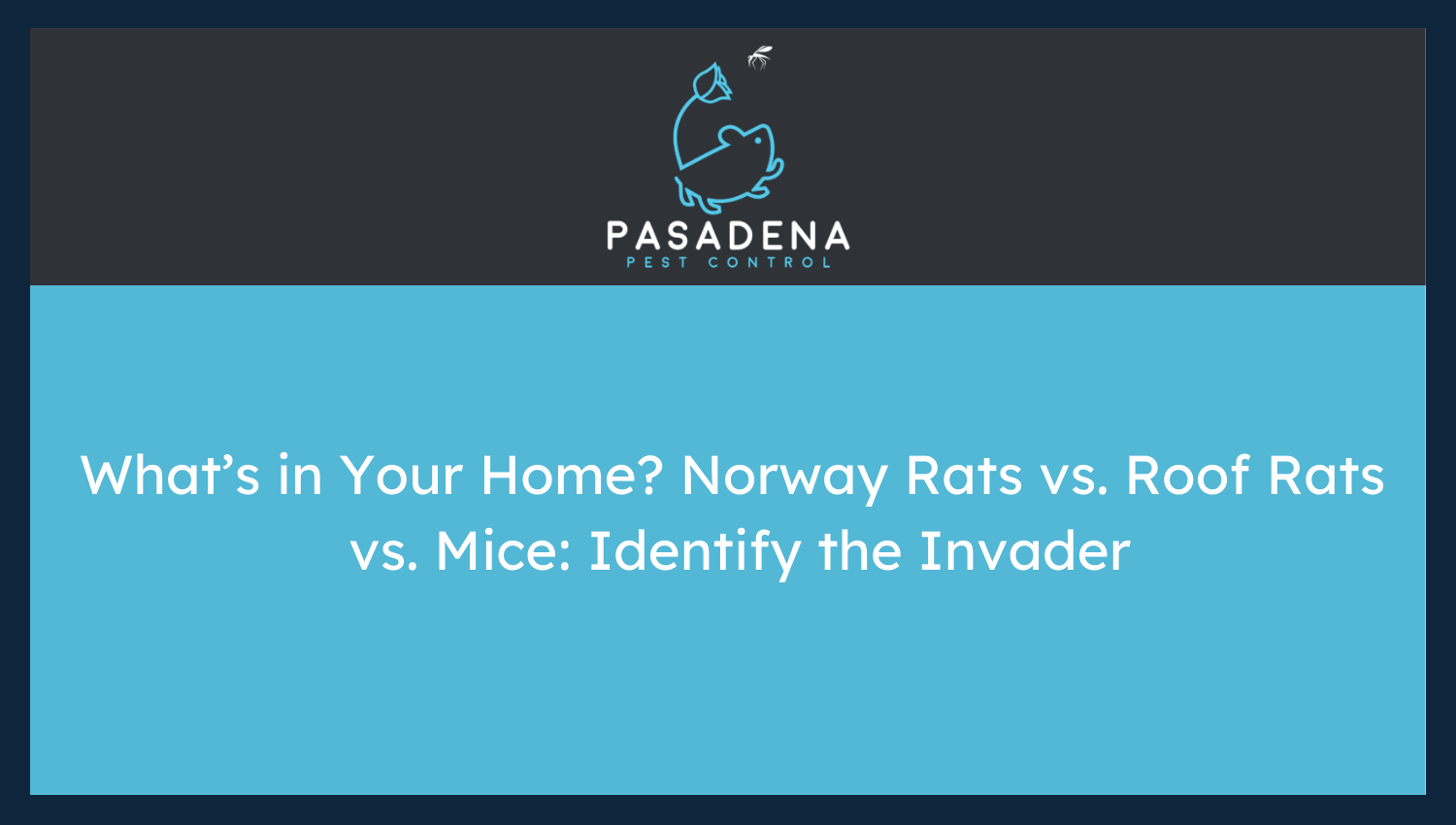 What’s in Your Home? Norway Rats vs. Roof Rats vs. Mice: Identify the Invader