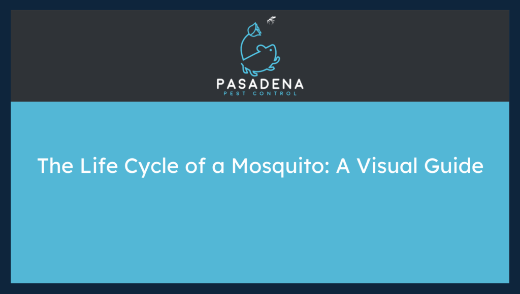 The Life Cycle of a Mosquito: A Visual Guide