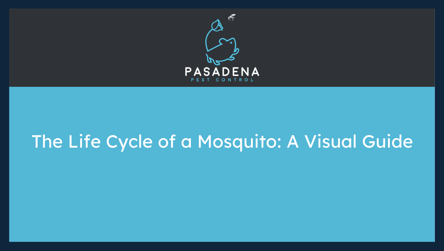 The Life Cycle of a Mosquito: A Visual Guide
