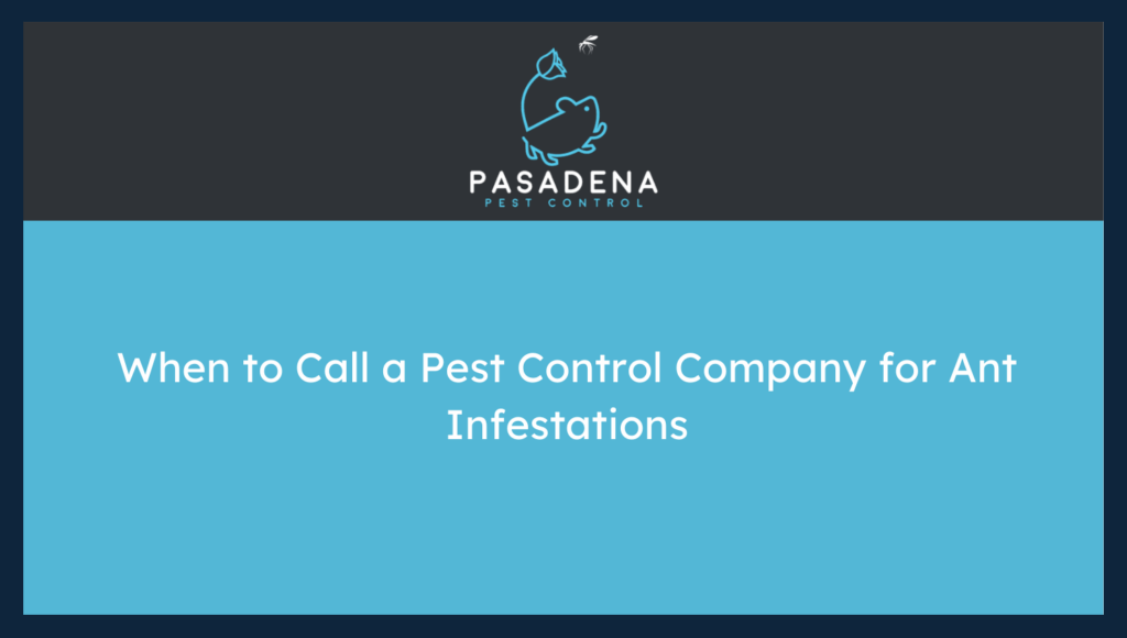 When to Call a Pest Control Company for Ant Infestations