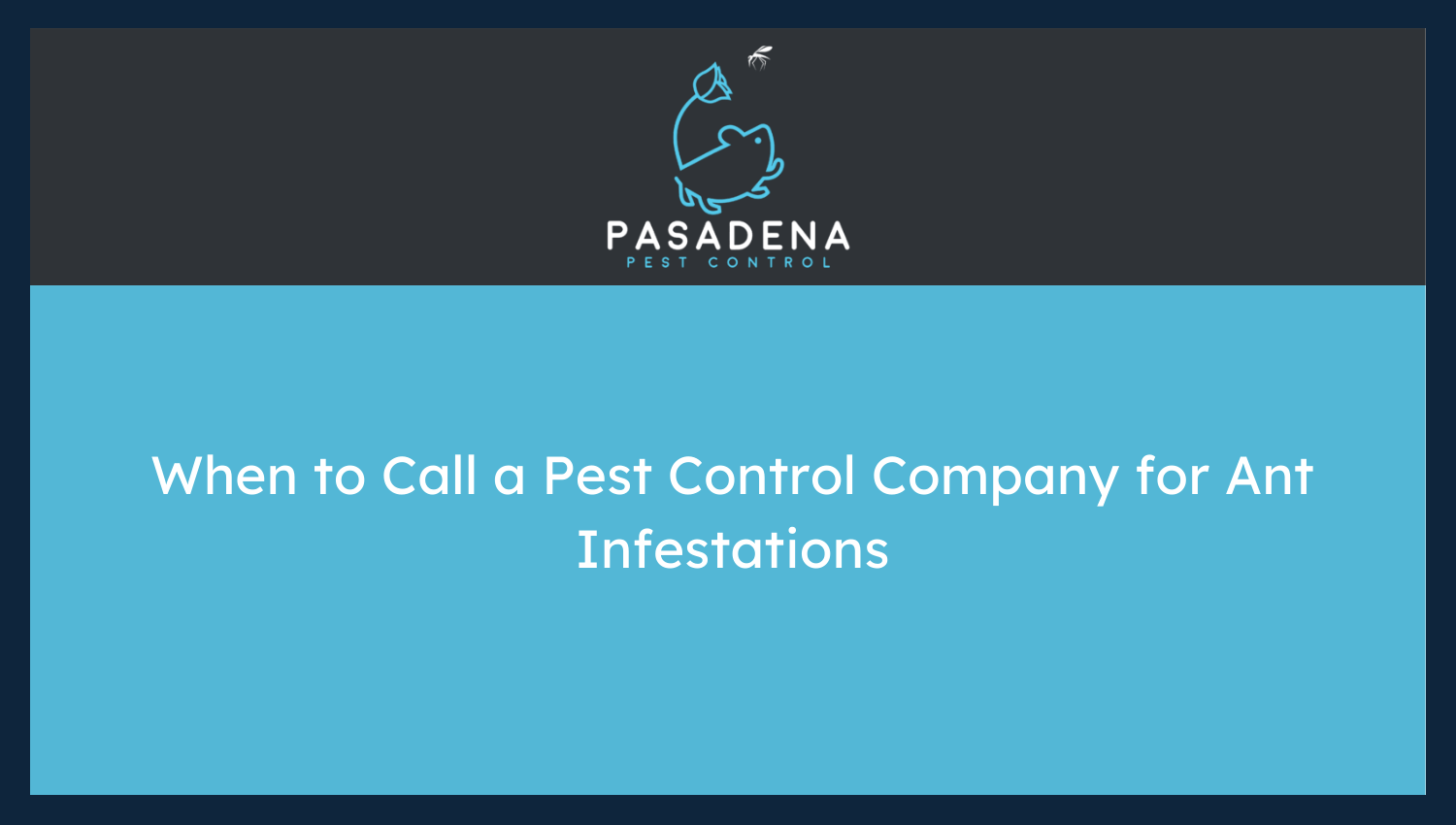When to Call a Pest Control Company for Ant Infestations