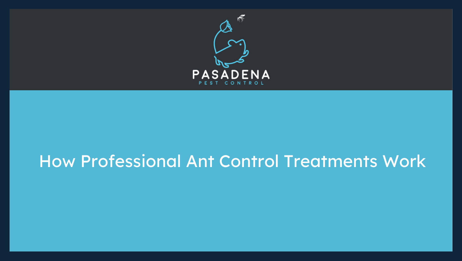 How Professional Ant Control Treatments Work