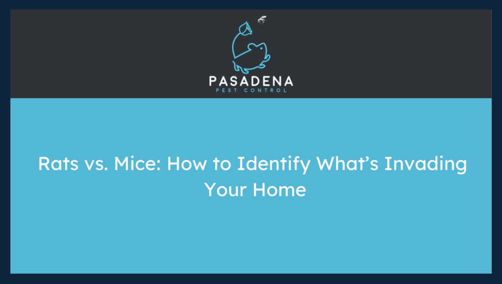 Rats vs. Mice: How to Identify What’s Invading Your Home