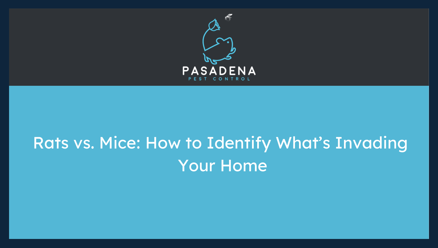 Rats vs. Mice: How to Identify What’s Invading Your Home