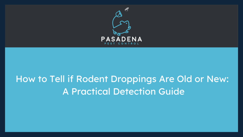 How to Tell if Rodent Droppings Are Old or New: A Practical Detection Guide
