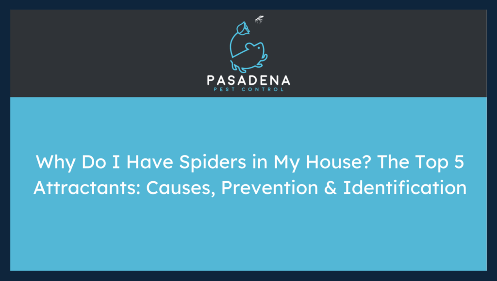 Why Do I Have Spiders in My House? The Top 5 Attractants: Causes, Prevention & Identification