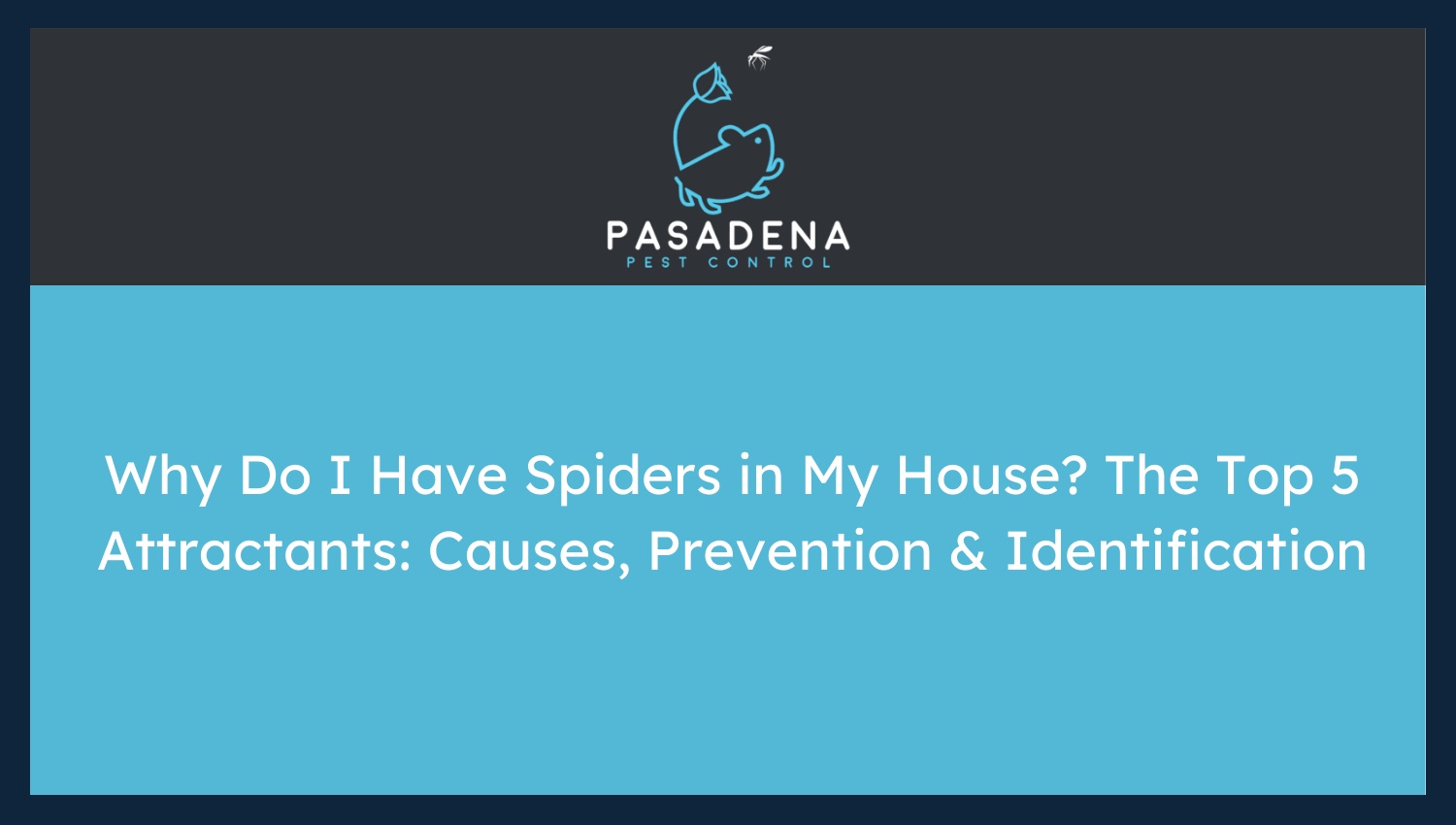 Why Do I Have Spiders in My House? The Top 5 Attractants: Causes, Prevention & Identification