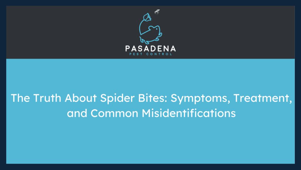 The Truth About Spider Bites: Symptoms, Treatment, and Common Misidentifications