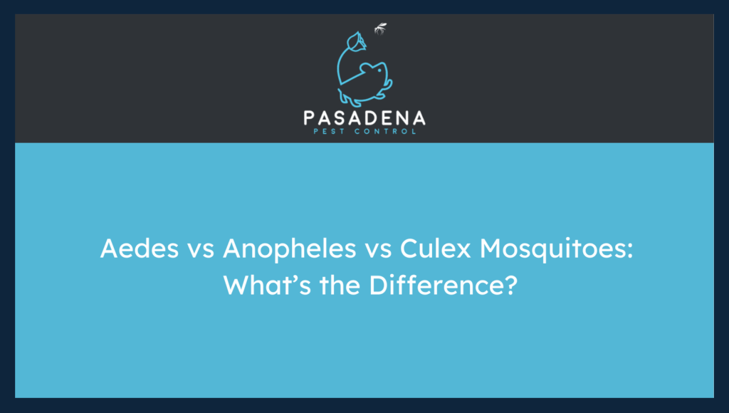 Aedes vs Anopheles vs Culex Mosquitoes: What’s the Difference?
