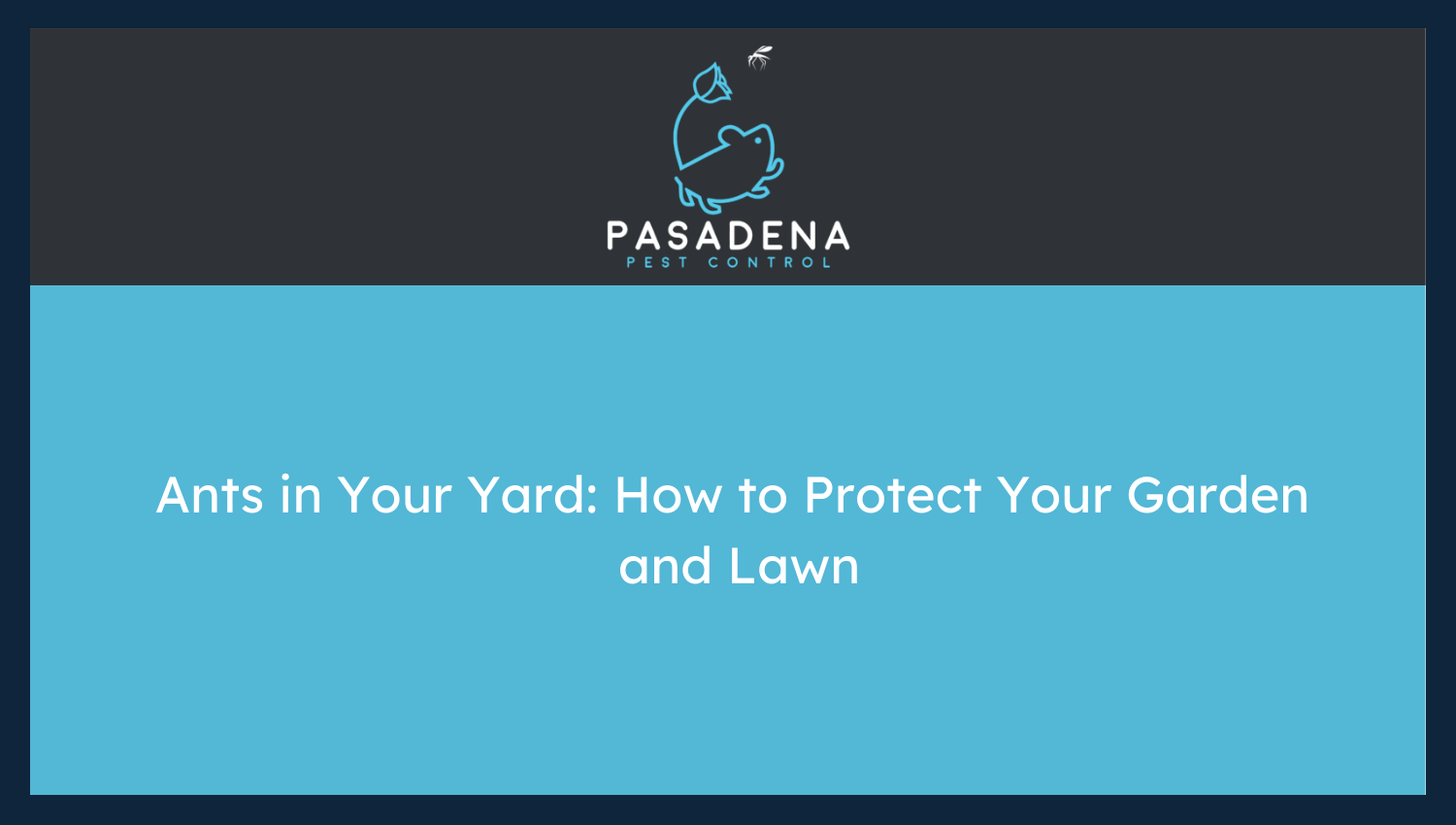 Ants in Your Yard: How to Protect Your Garden and Lawn