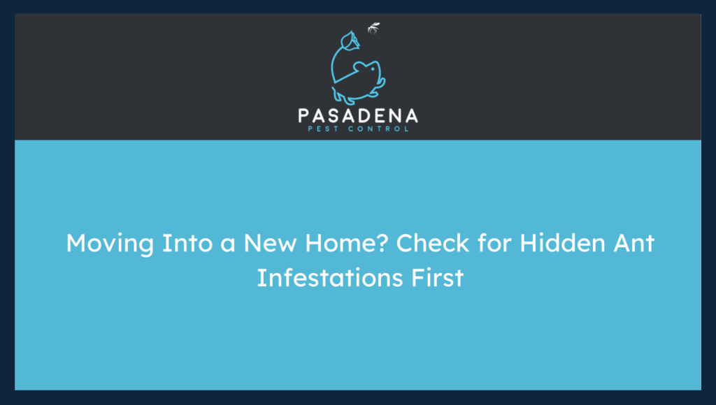 How to Check for Hidden Ant Infestations First Before Moving to a New House