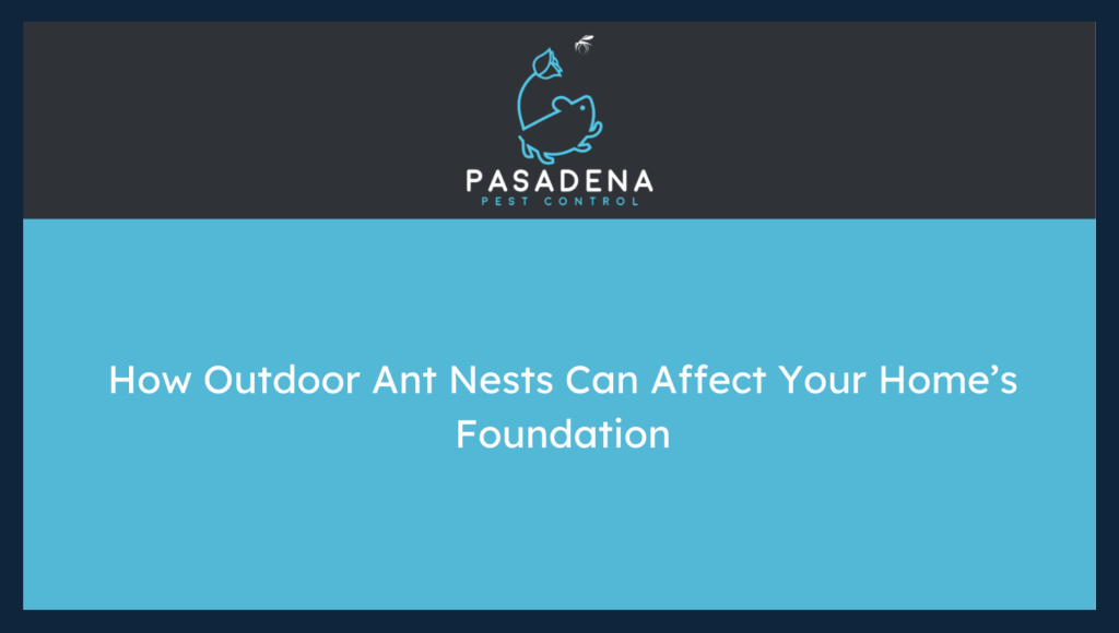 How Outdoor Ant Nests Can Affect Your Home’s Foundation