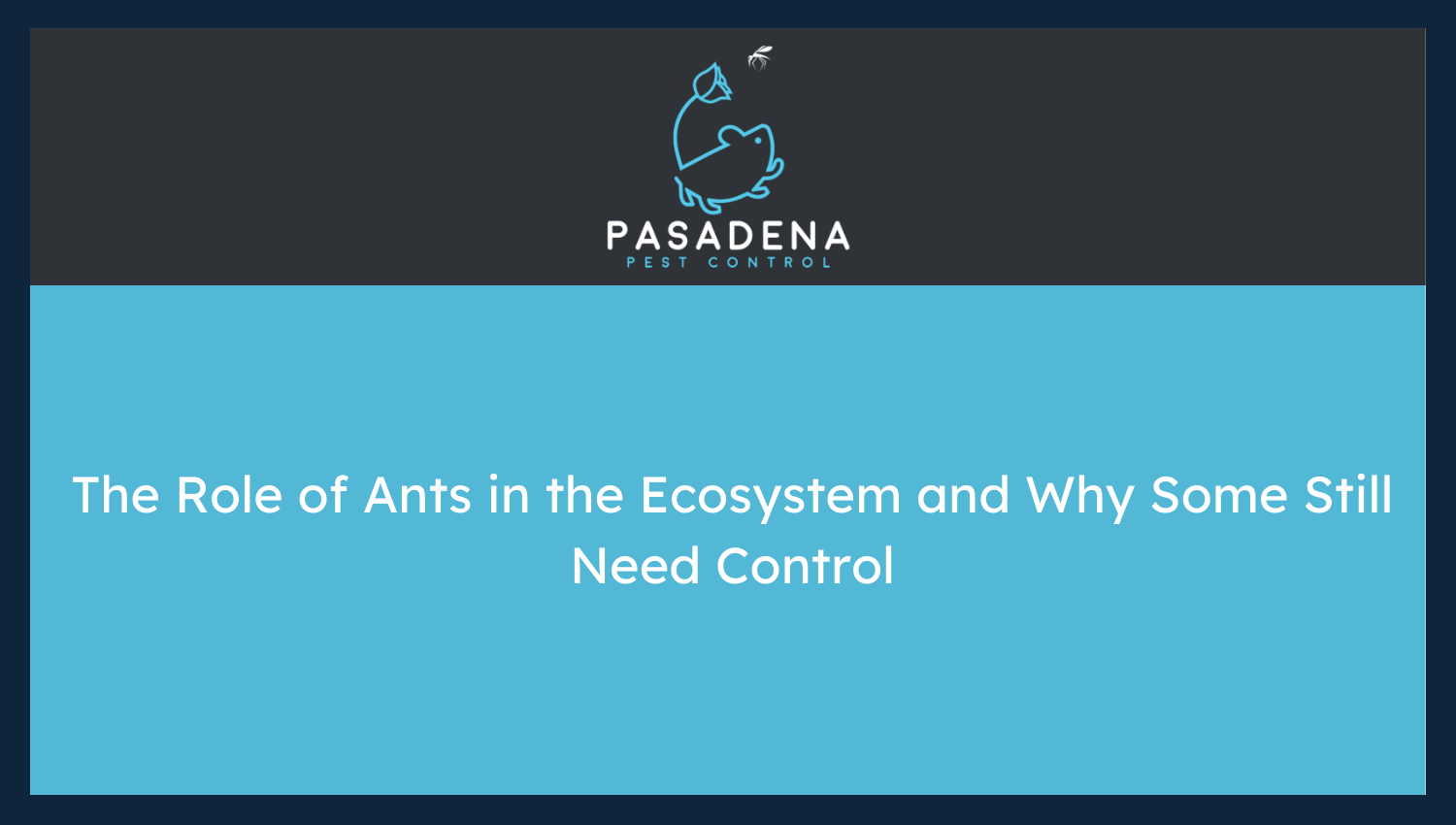 The Role of Ants in the Ecosystem and Why Some Still Need Control
