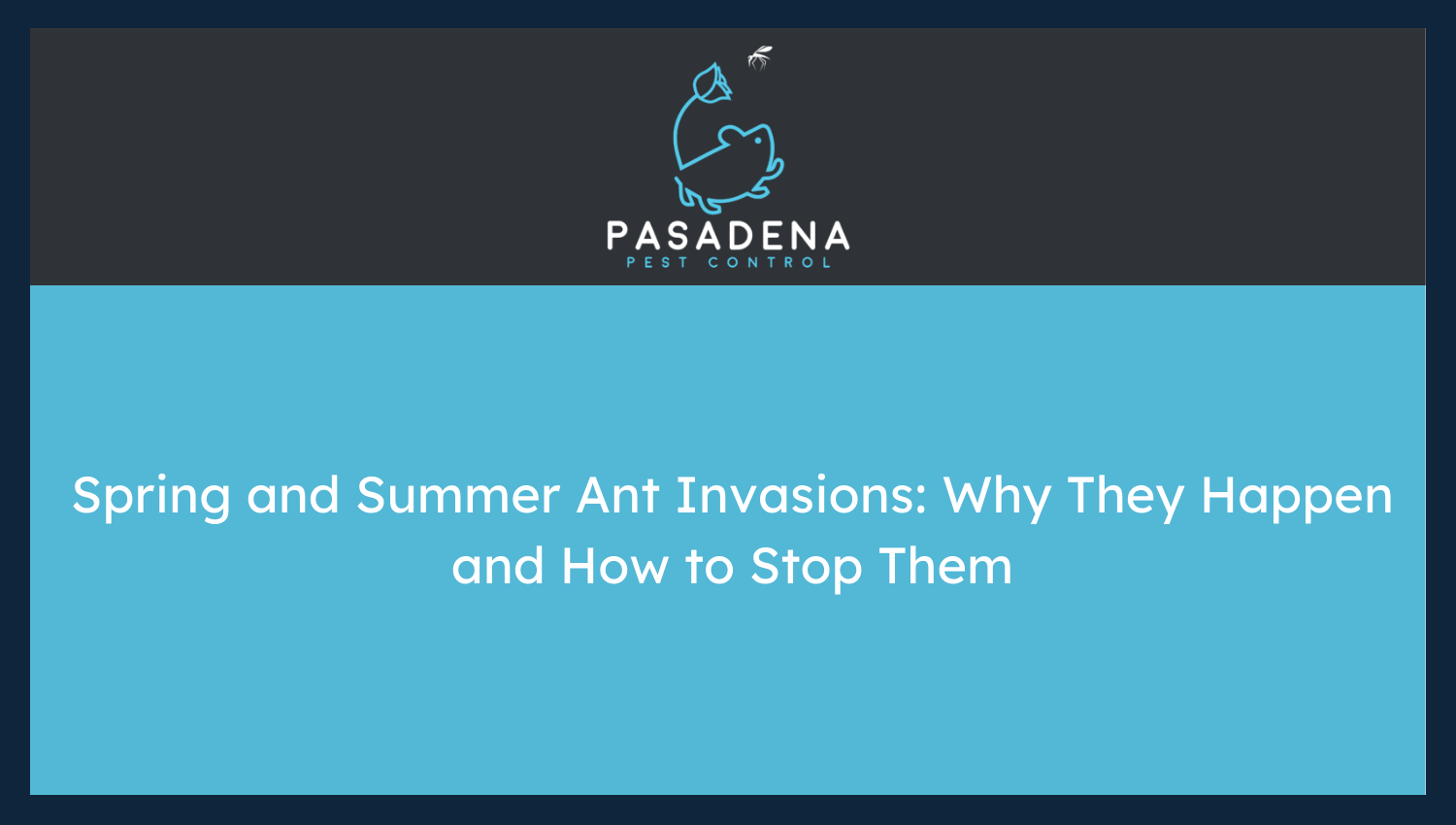 Spring and Summer Ant Invasions: Why They Happen and How to Stop Them
