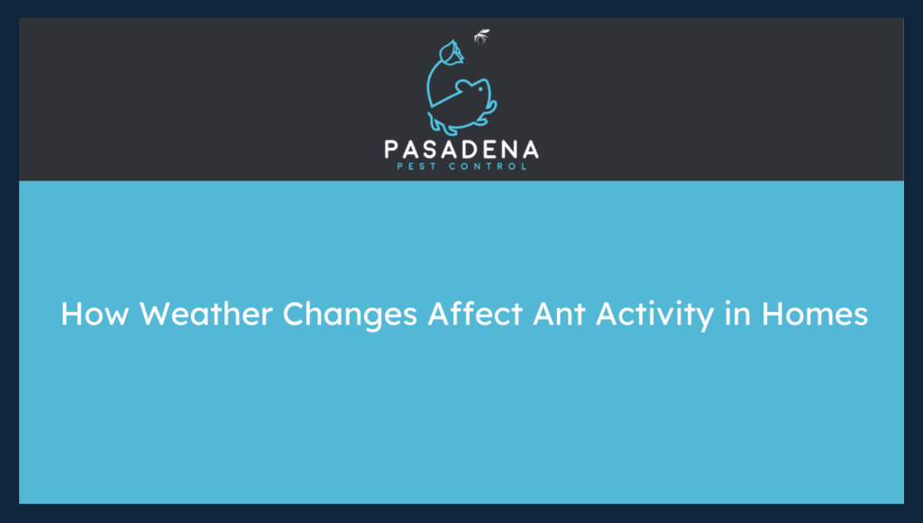 How Weather Changes Affect Ant Activity in Homes