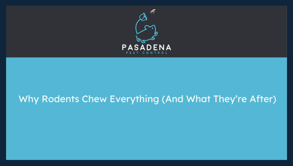 Why Rodents Chew Everything (And What They’re After)