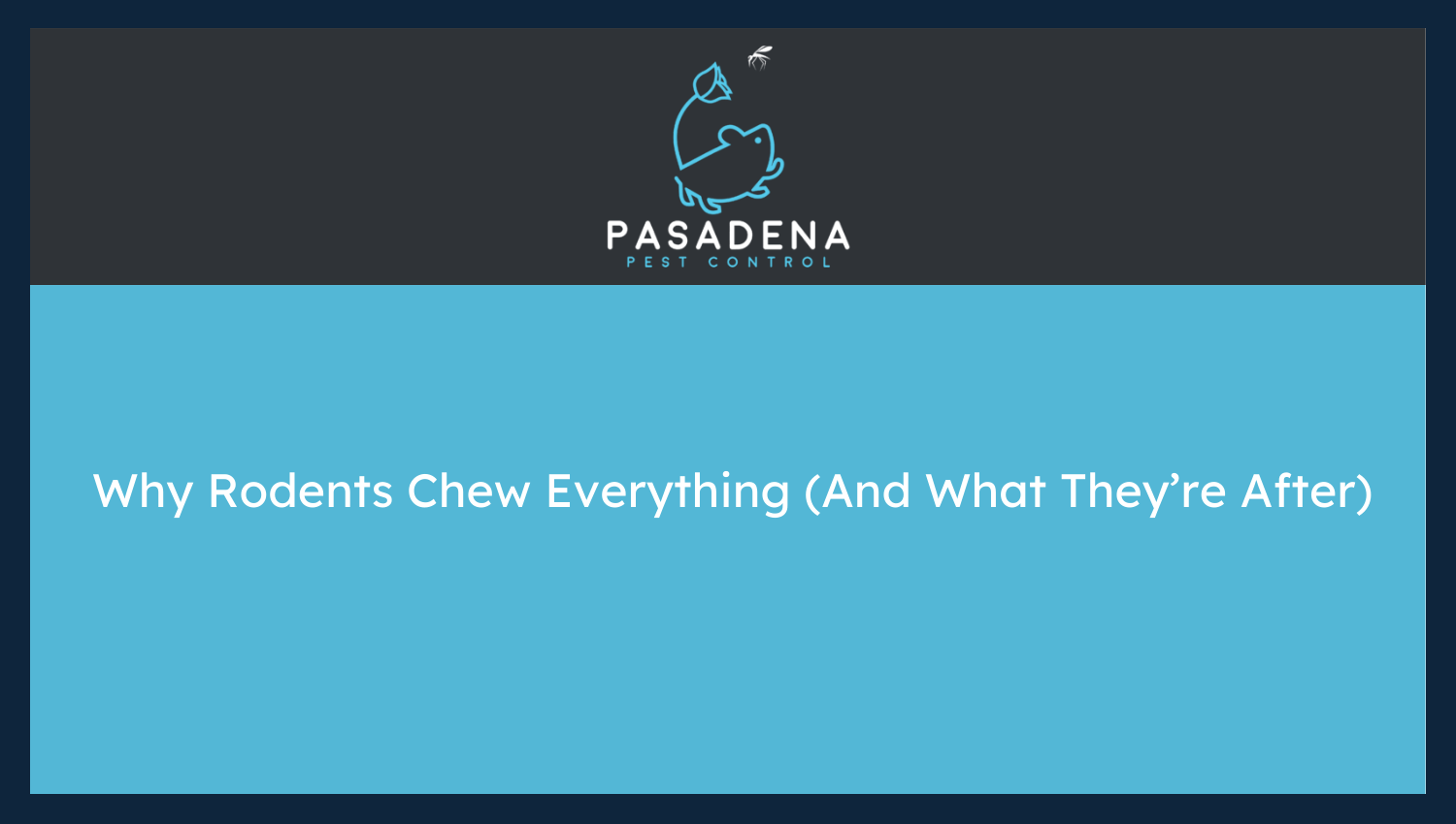 Why Rodents Chew Everything (And What They’re After)