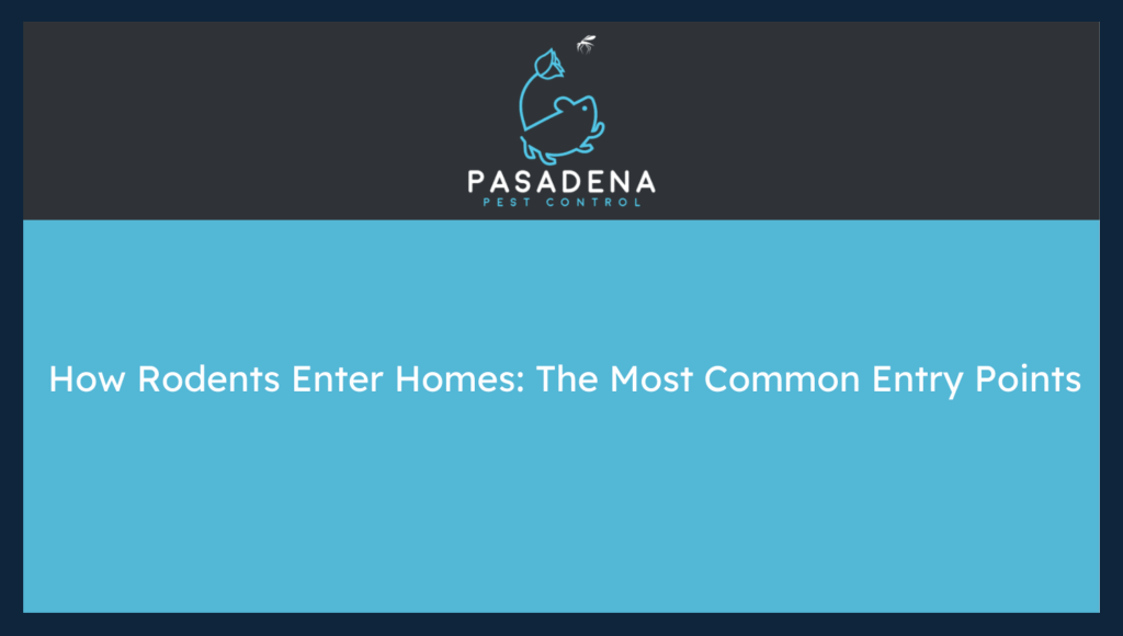 How Rodents Enter Homes: The Most Common Entry Points