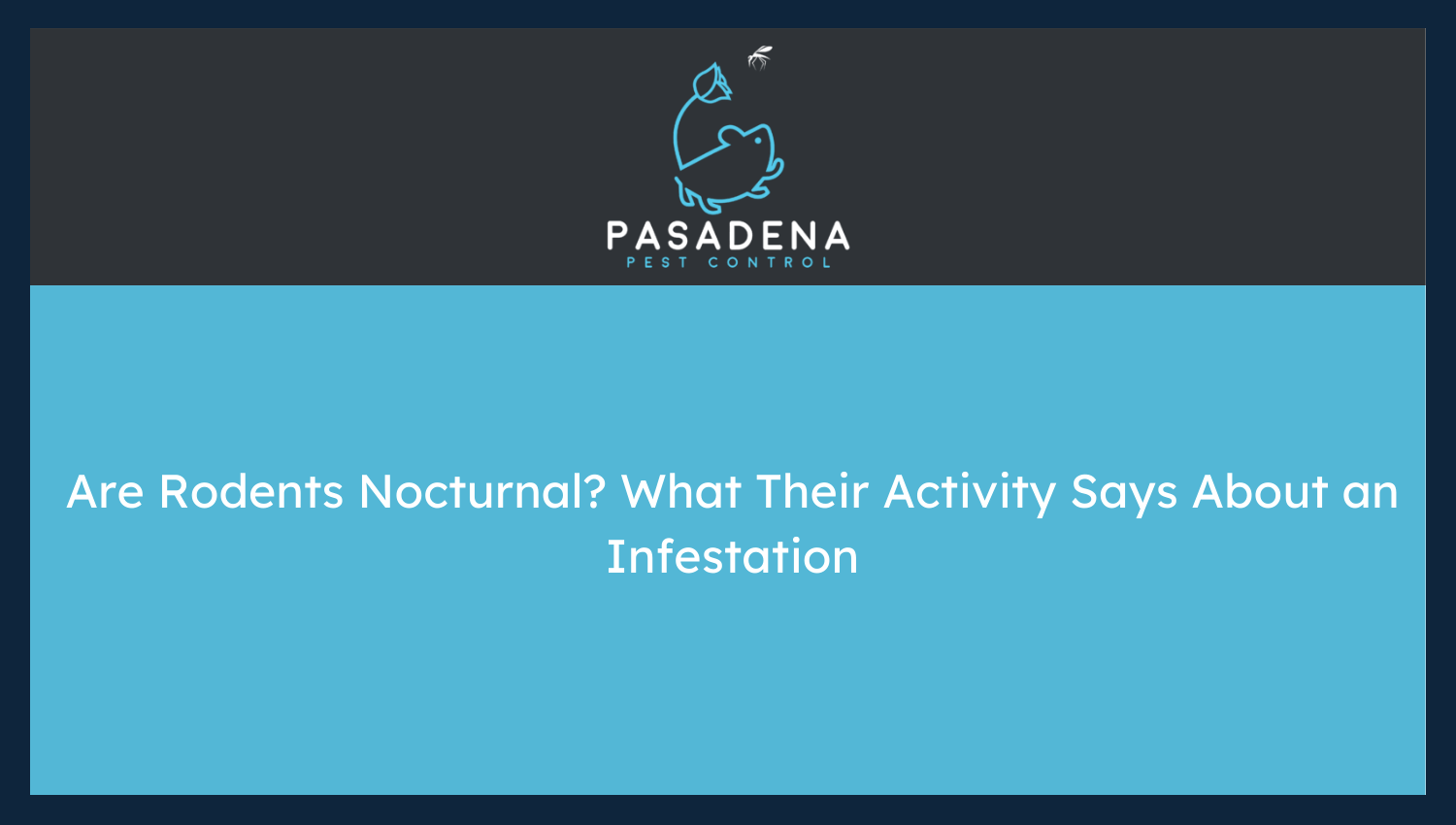 Are Rodents Nocturnal? What Their Activity Says About an Infestation