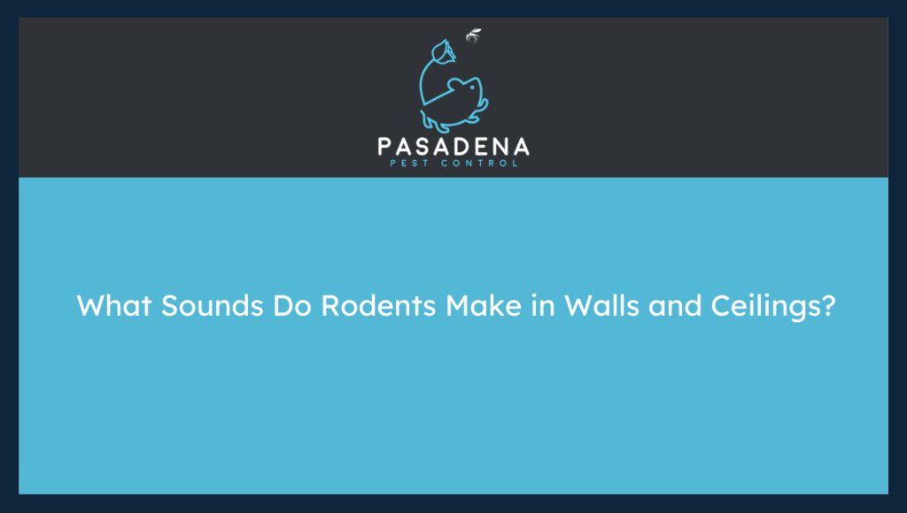 What Sounds Do Rodents Make in Walls and Ceilings?