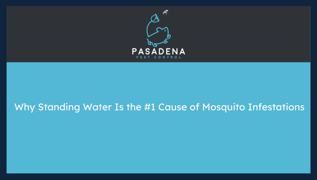 Why Standing Water Is the #1 Cause of Mosquito Infestations