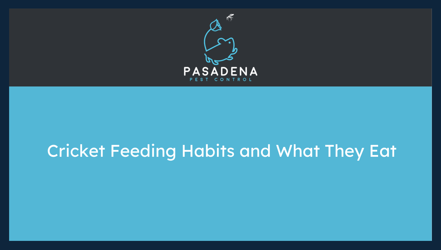 Cricket Feeding Habits and What They Eat