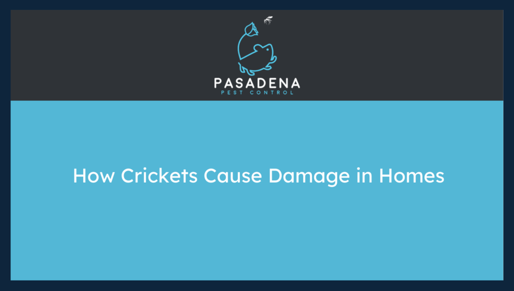 Crickets cause Damage