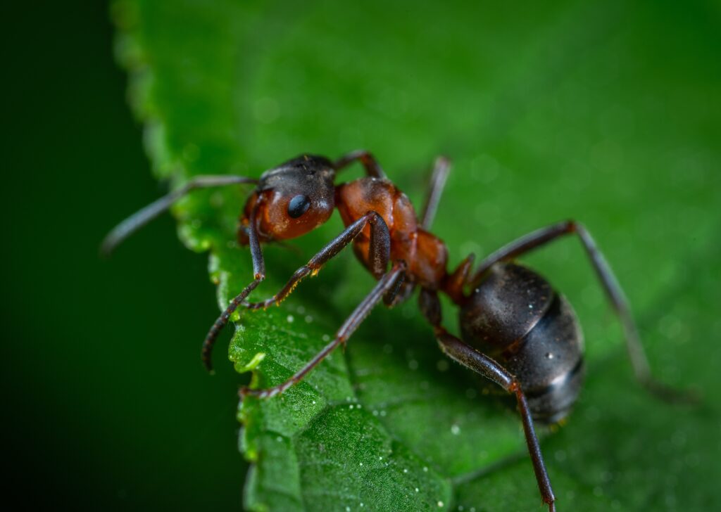 Why Ants Come Back After Pest Control in Pasadena Homes