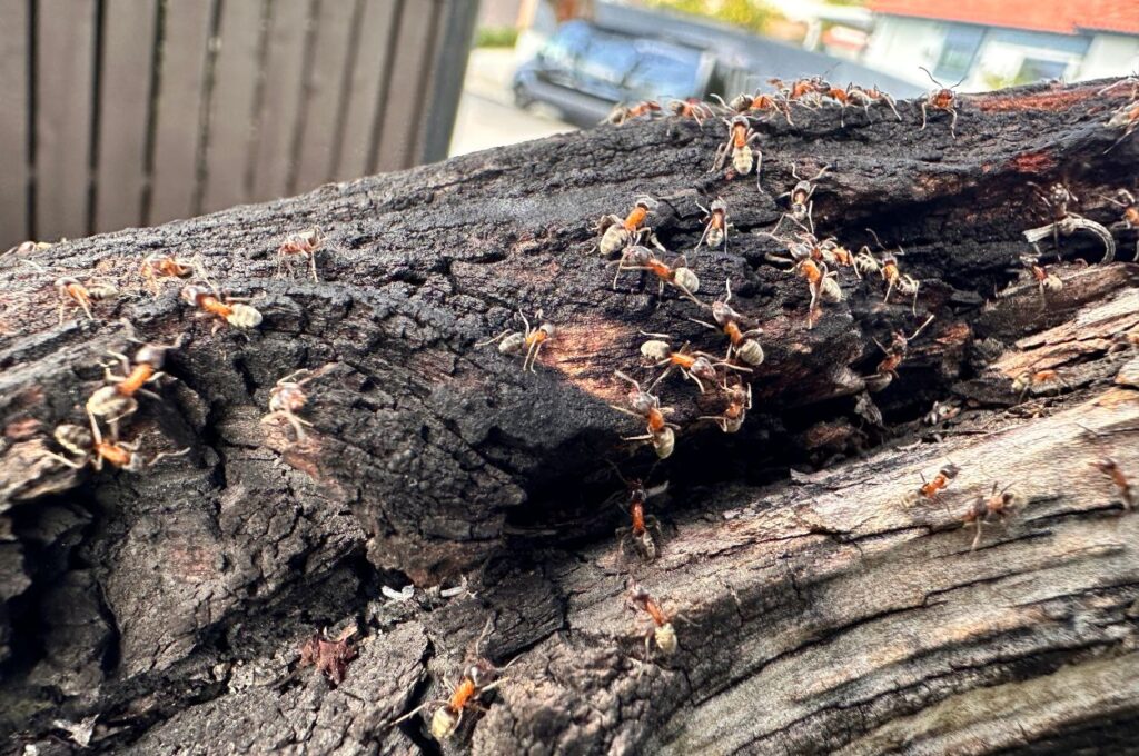A colony of ants crawls across a piece of textured, dark wood