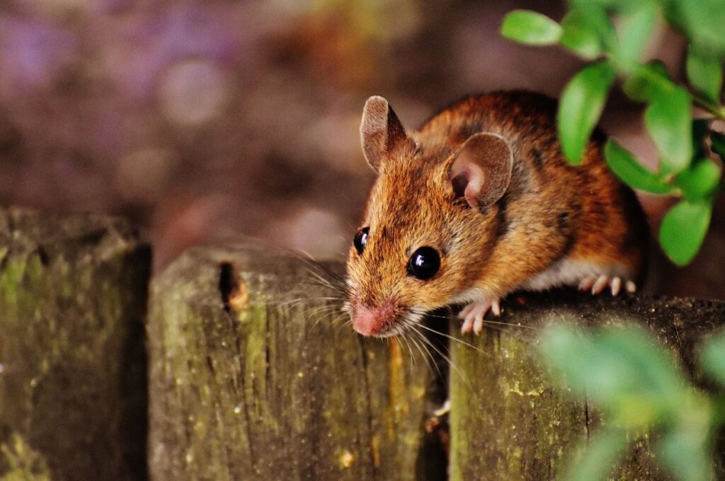 A small brown mouse sits on wooden fence.
