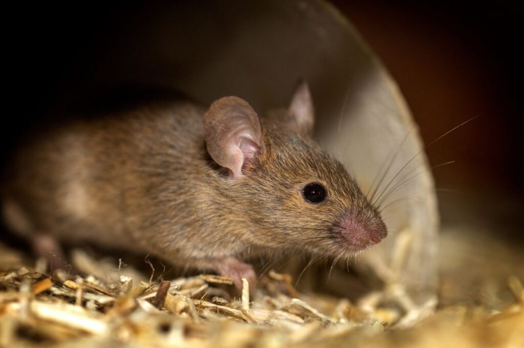 Brown mouse emerges from inside a tunnel