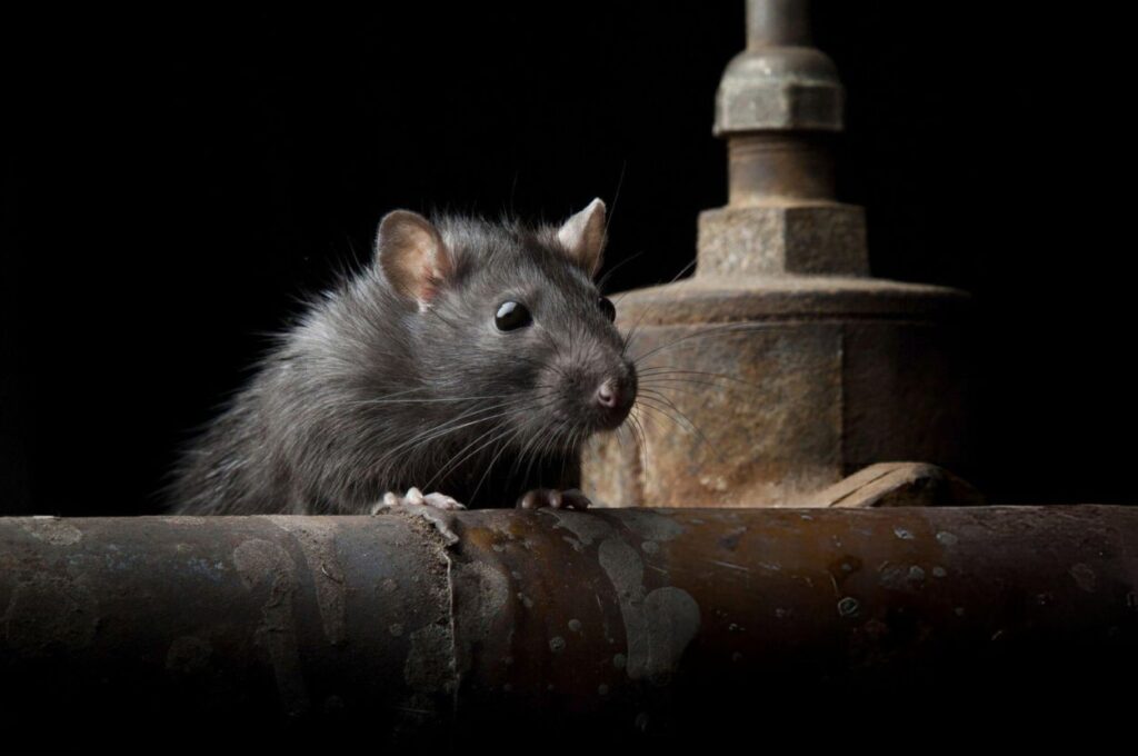 Dark rat perched on a rusty metal pipe
