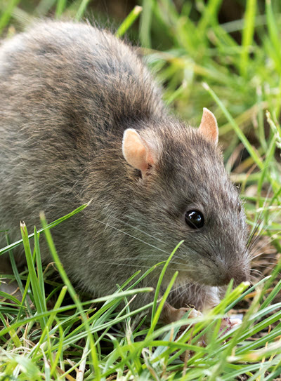 Rodent Control and Rodent Removal