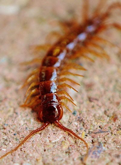 Centipede Control and Extermination