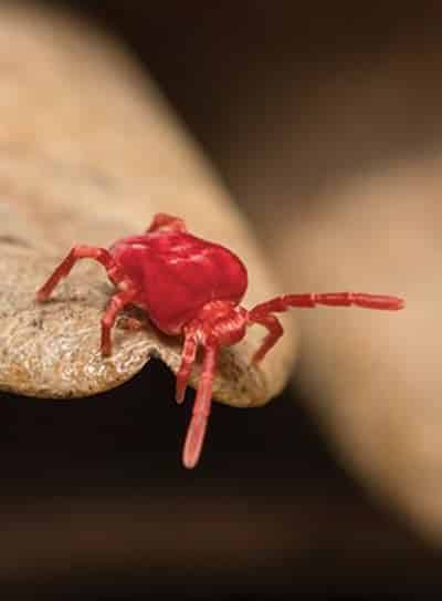 Mite Control for Common House Mites