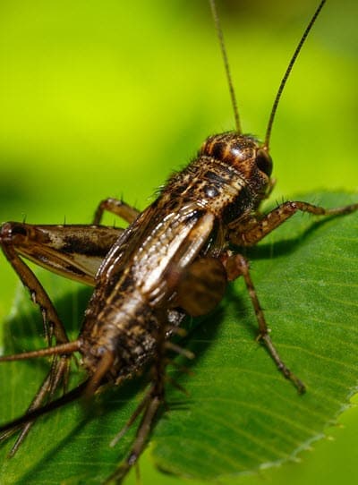 Cricket Control and Extermination