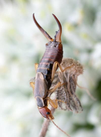 Earwig Control and Extermination