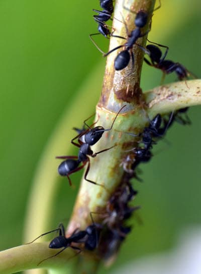 Black Ant Control and Extermination