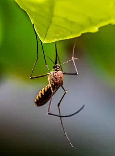 Mosquito Control & Management