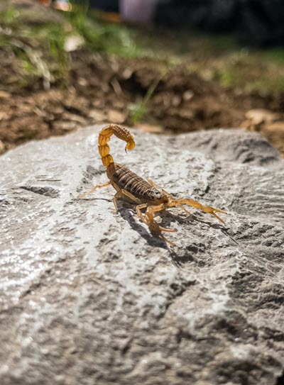 Scorpion Control and Removal