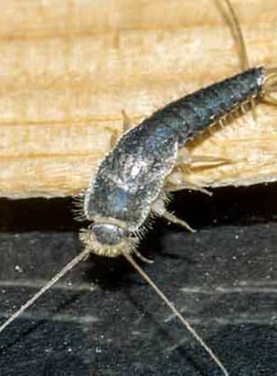 Silverfish Control and Removal